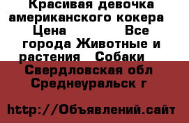 Красивая девочка американского кокера › Цена ­ 35 000 - Все города Животные и растения » Собаки   . Свердловская обл.,Среднеуральск г.